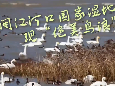 全球仅7000余只的“鸟中大熊猫”来榕过冬 闽江河口国家湿地公园现“绝美鸟浪”