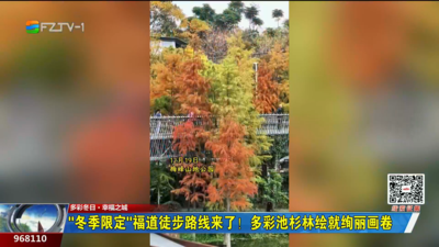 “冬季限定”福道徒步路线来了！多彩池杉林绘就绚丽画卷