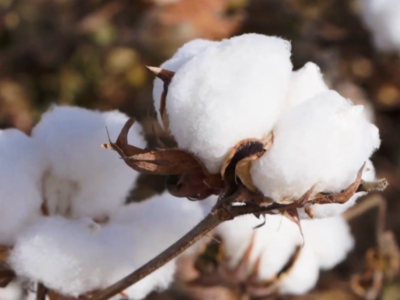 中国棉，真中！