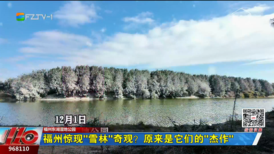 福州惊现“雪林”奇观？原来是它们的“杰作”