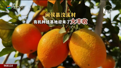 收获之悦·幸福之城：白沙脐橙迎丰收季 共赴一场冬日甜蜜