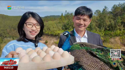 “雀”实幸福！孔雀开屏舞出闽侯山村“致富密码”