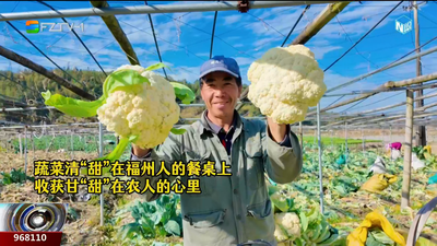 收获之悦·幸福之城：“青绿大军”整装发车！闽侯大湖乡蔬菜迎丰收