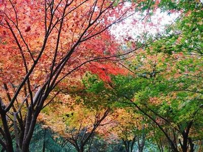 鼓山鼓岭“枫”情动人 