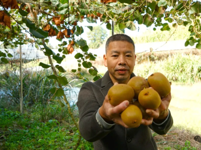 闽清下祝猕猴桃迎来首年采摘季