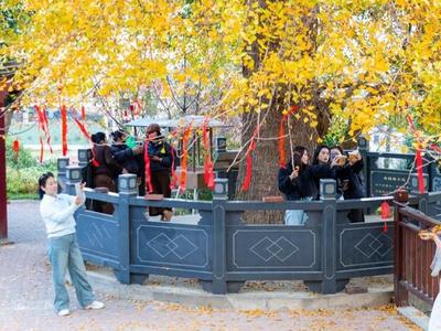 連江古銀杏迎來“顏值巔峰”