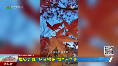 枫染九峰 冬日福州“红”运当头