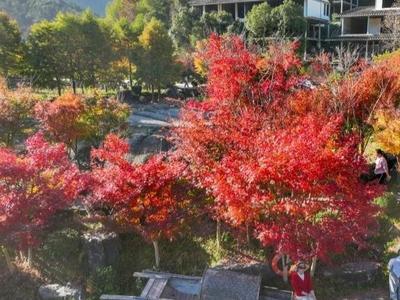 九峰村迎来红叶季