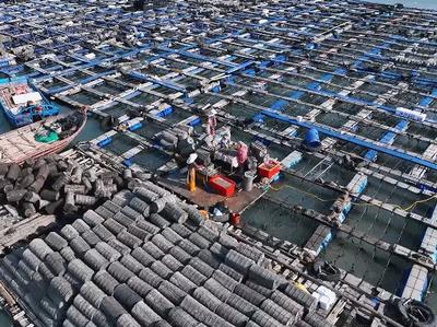 鲍鱼进入分苗旺季 “海上田园”冬耕忙