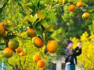 闽江公园福橘进入最佳观赏期