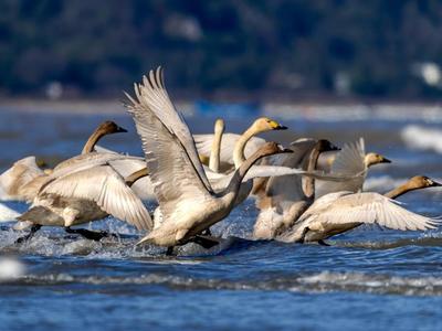 新华社关注福州：小天鹅福州闽江河口湿地越冬