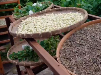 《非遗里的中国》第四季：为什么福州茉莉花茶要夜间制作？