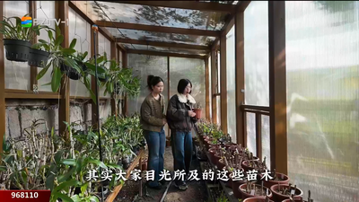 千年守护 让榕脉生生不息