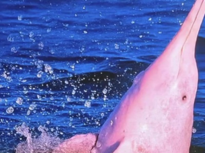 纪录电影《中华白海豚》已全国上映