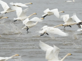 央视关注：两地接力护佑 落单小天鹅“古田乐”顺利归队