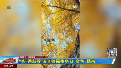 “杏”遇鼓岭 请查收福州冬日“金色”情书