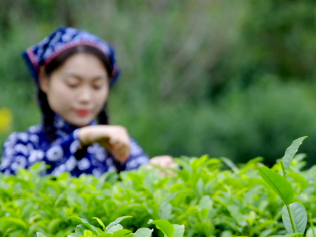 《非遗里的中国》第四季：福州万物皆可茉莉花