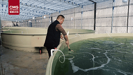 打破地域限制 连江3万尾绿鳍马面鲀自主育苗首战成功