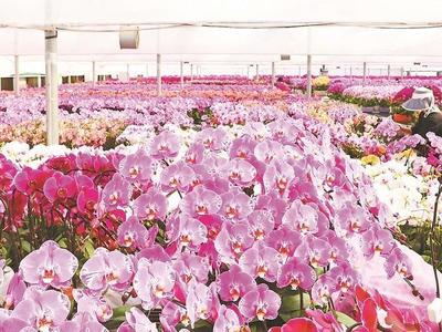 福清台创园蝴蝶兰走俏年宵花市