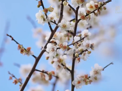 新华社关注福州永泰：梅花如雪引客来