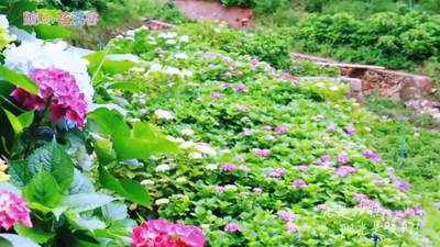 相机里的鲜花和裙摆是夏天的开始，上鼓岭花溪谷，拍出属于你的人生大片！