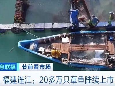央视关注：福建连江20多万只章鱼陆续上市 深受市场青睐