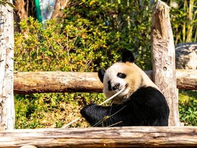 一段开园祝福视频 续写两岸熊猫情缘