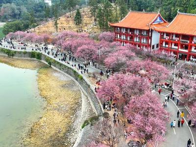 福州林阳寺梅花进入盛花期