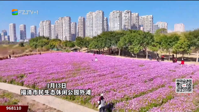 粉色花海暖冬来袭 福清市民休闲公园成新晋打卡地