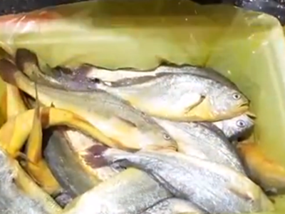 央视关注福州连江：夜捕大黄鱼 记者探访定海湾海上牧场