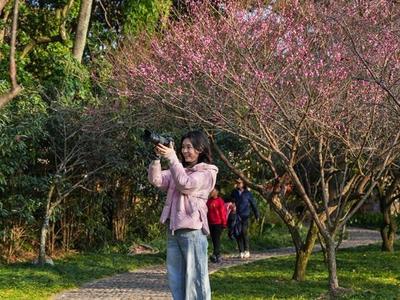 鼓山梅里数千株梅花绽放