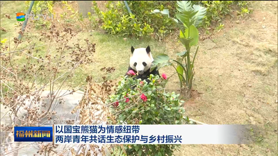 以国宝熊猫为情感纽带 两岸青年共话生态保护与乡村振兴
