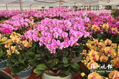 鼓楼：公益活动迎新 传递慈善温情