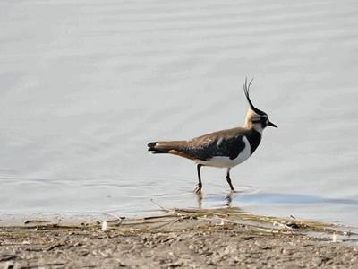 闽江河口湿地的“天线宝宝”：凤头麦鸡乐享冬“慢生活”