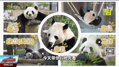 福州熊猫“天团”“新家”首秀 你期待吗？