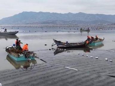 连江75亿株海带苗上市