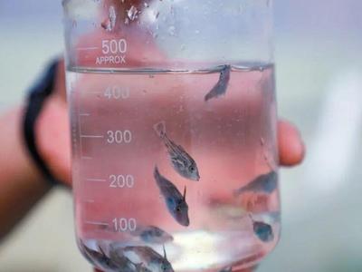 川渝火锅的“抢手货”，被福州渔民养出来啦！