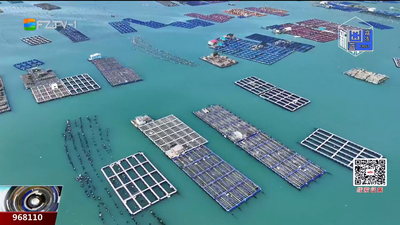 章鱼丰收季 渔民乐开怀