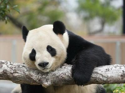 春节期间福州熊猫世界将陆续投放60000张预约门票