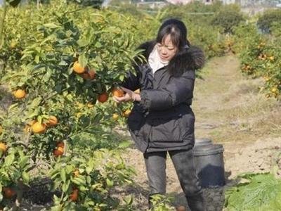 福州乡村奏响冬日“富民曲”