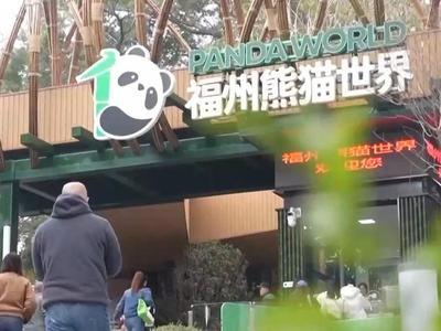 央视关注：住“别墅”、吃毛竹 五只大熊猫抵榕后“组团”亮相