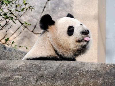 新华社关注福州：国宝大熊猫福州安新家