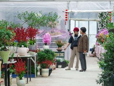 闽侯侯官花卉产业园年宵花热销