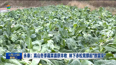 永泰：高山冬季蔬菜喜获丰收 林下赤松茸撑起“致富伞”