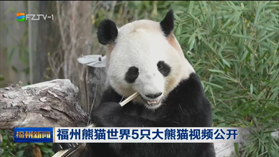 福州熊猫世界5只大熊猫视频公开