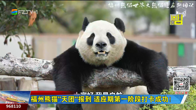 福州熊猫“天团”报到 适应期第一阶段打卡成功！