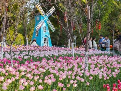 郁金香盛放 献上冬日浪漫