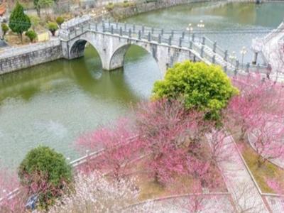 连江梅洋村梅花绽放 赏花期可持续至春节