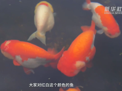 新华社关注：福州闽侯金鱼迎来新年销售旺季