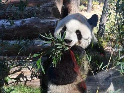 福州熊猫世界5只熊猫如何辨别？秘诀藏在这份“特别档案”里